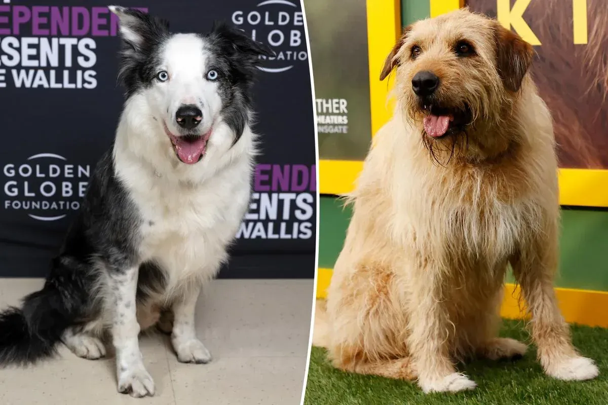 Celebrity travel agent says one star client demanded a 'medium sized' dog in all their hotel rooms, had to ask staff to borrow their pooches